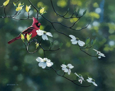 Cardinal And Dogwood Terry Isaac