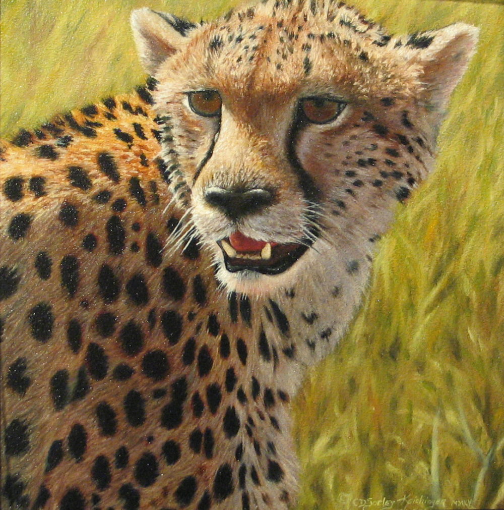 Cheetah Portrait