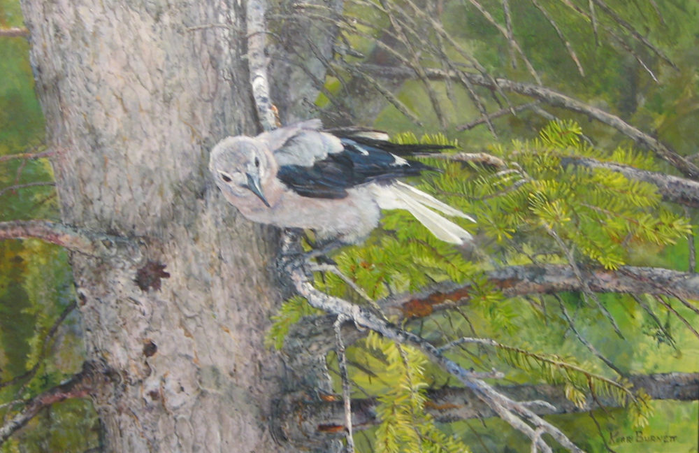Clark's Nutcracker - Immature