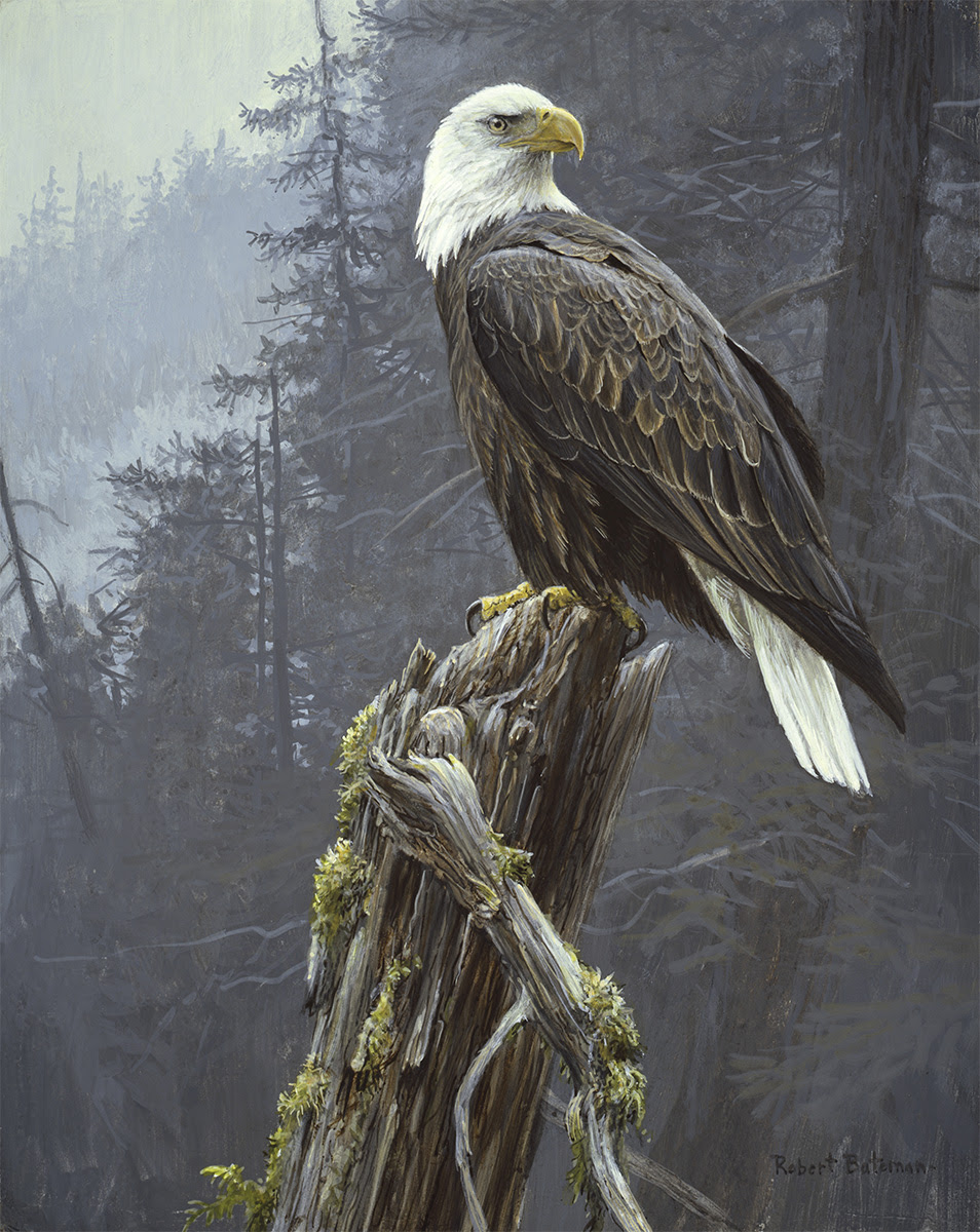 Coastal Majesty - Bald Eagle - Robert Bateman