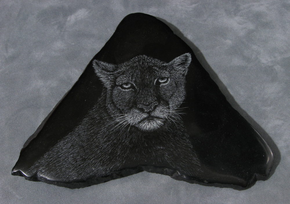 Cougar