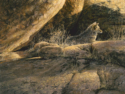 Coyote Afternoon Stephen Lyman