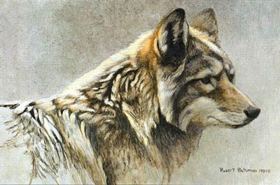 Coyote Head Study - Robert Bateman