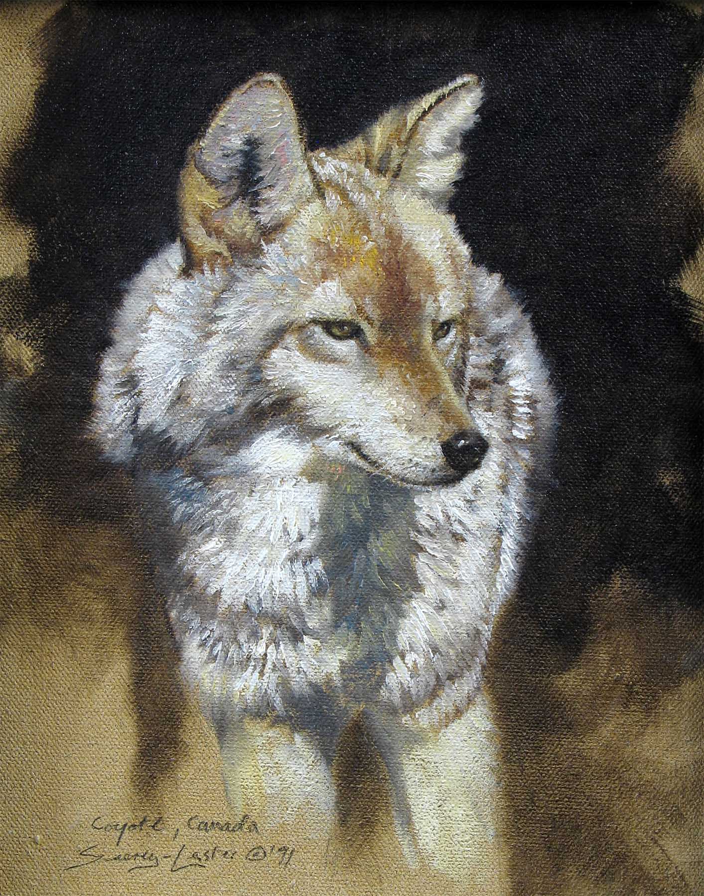 Coyote Study - John Seerey-Lester