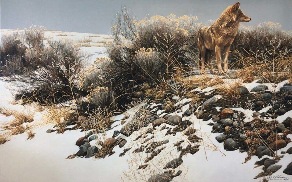 Coyote in Winter Sage - Robert Bateman