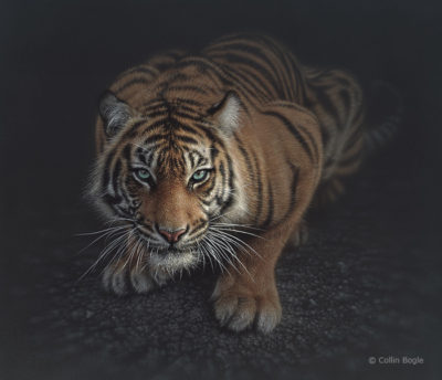 Crouching Tiger Collin Bogle