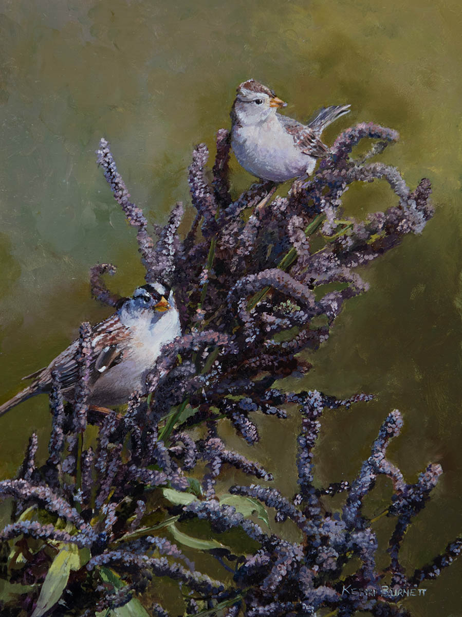 Crowned Sparrows - Kerri Burnett