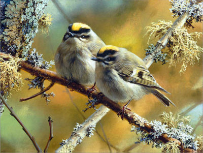 Crowning Glory Golden Crowned Kinglets Carl Brenders