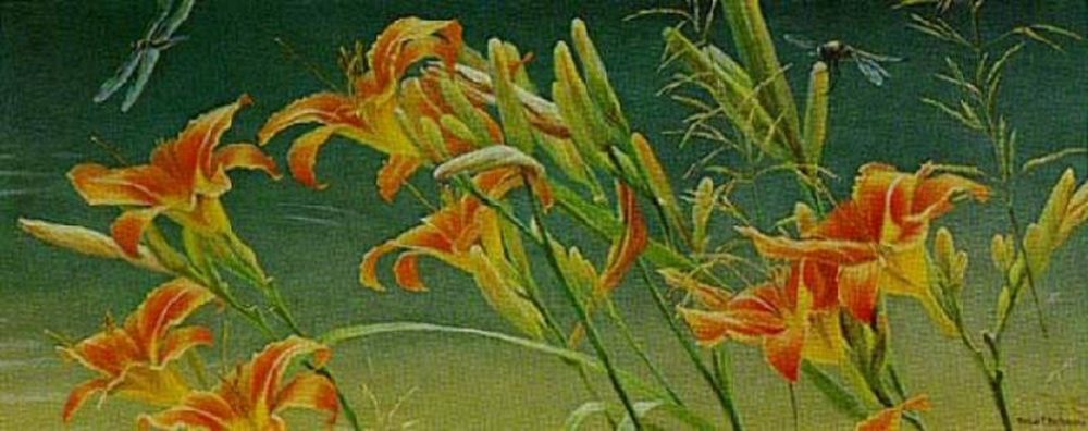 Daylilies