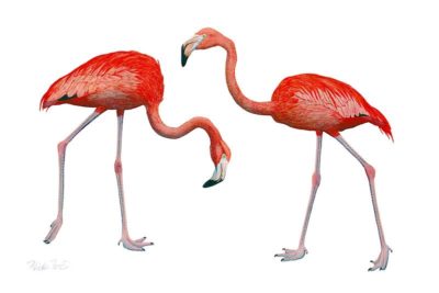 Dos Flamingos - Flick Ford
