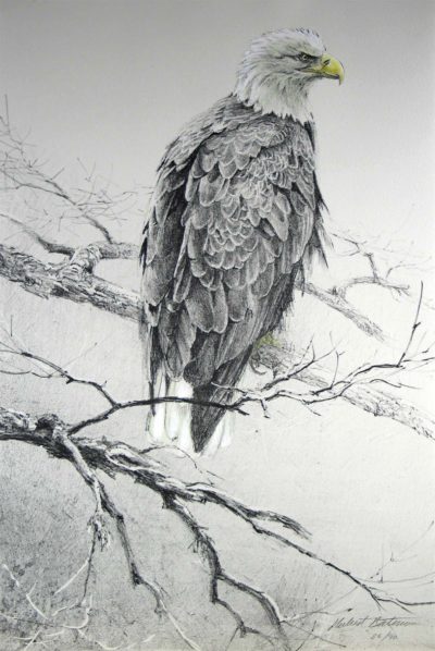 Eagle II - Etching - Robert Bateman