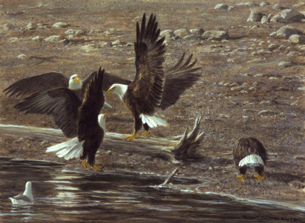 Eagles At Brackendale Robert Bateman