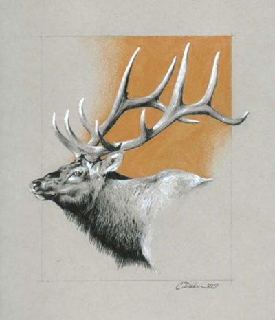 Elk - Charity Dakin