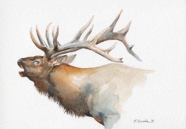 Elk Head Study - Charity Dakin