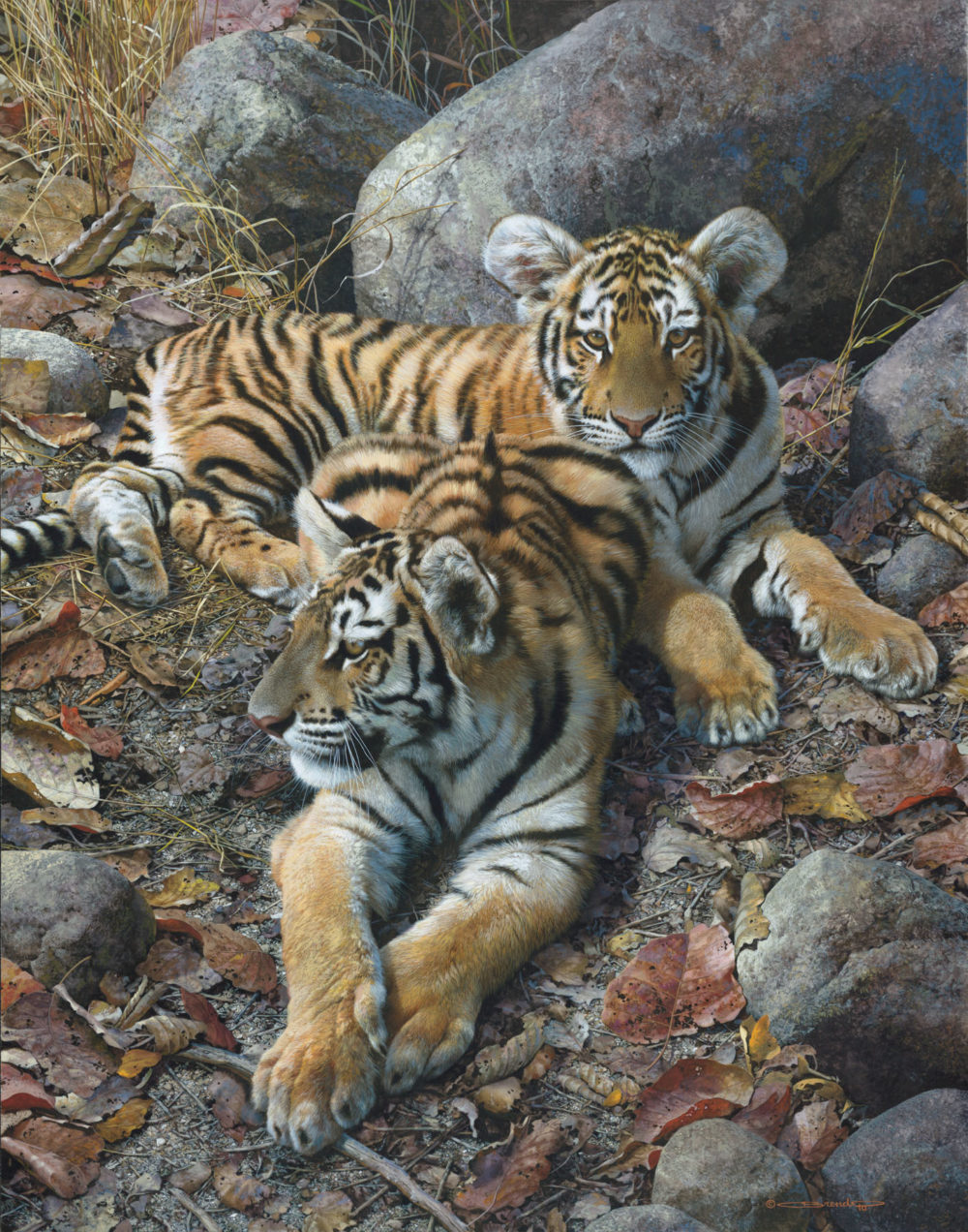 Endangered Ambassadors - Tiger Cubs