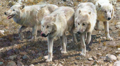 Esprit De Corps Arctic Wolves Carl Brenders