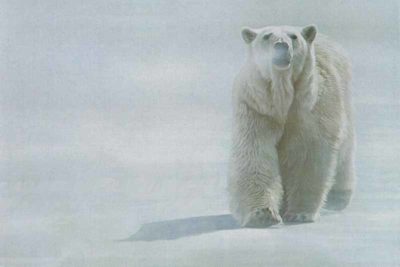 Face Off Polar Bear Terry Isaac