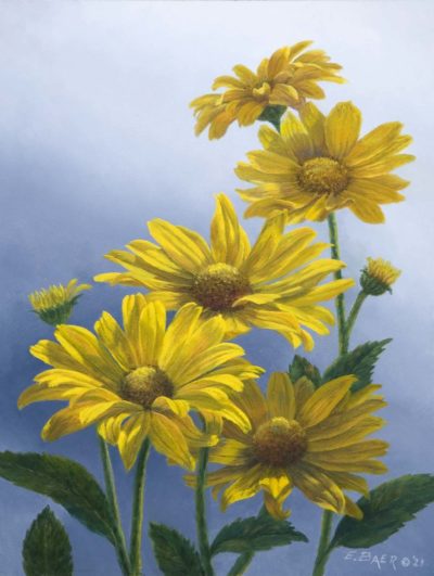 False Sunflowers (Heliopsis) - Elsie Baer