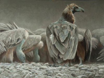 Feast - Vultures - Robert Bateman
