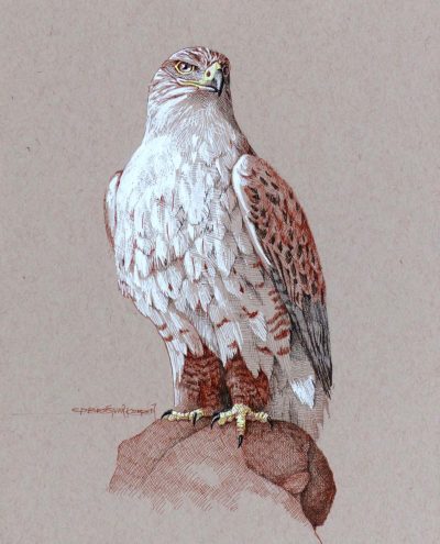 Ferruginous Hawk - Carel Brest van Kempen