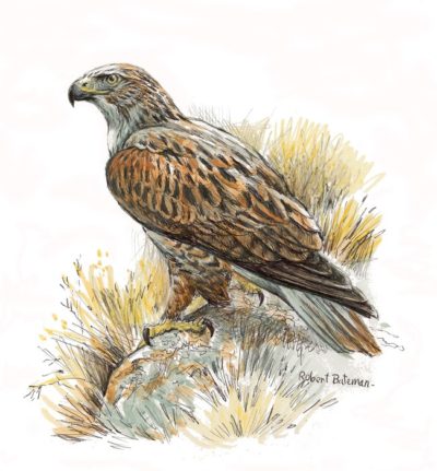 Ferruginous Hawk - Robert Bateman