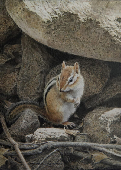 FieldStones Chipmunk