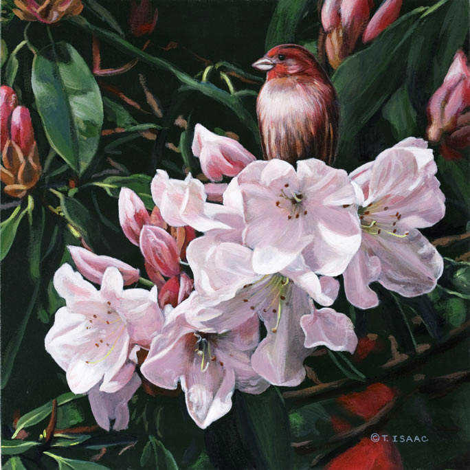 Finch Blossoms Terry Isaac
