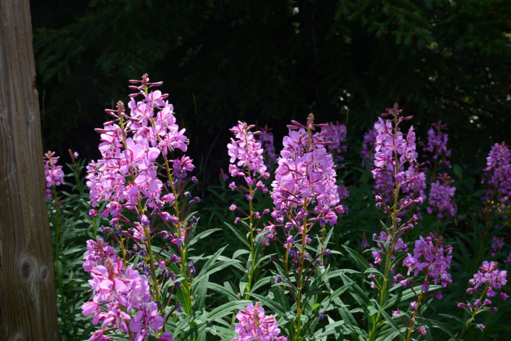 Fireweed by Bow Lake