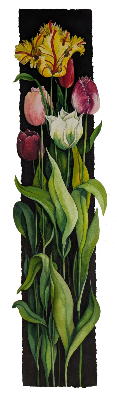 Flaming Parrot Tulips