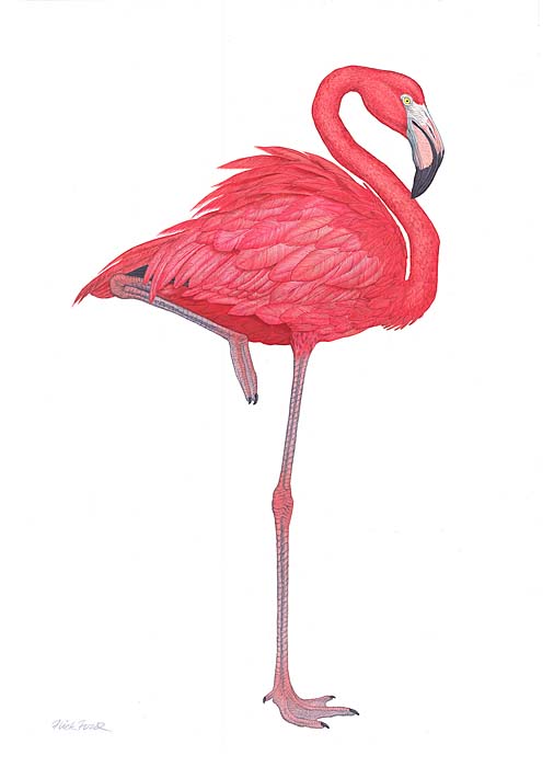 Flamingo - Flick Ford