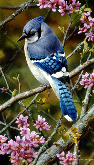 Flash Of Sapphire Blue Jay Carl Brenders