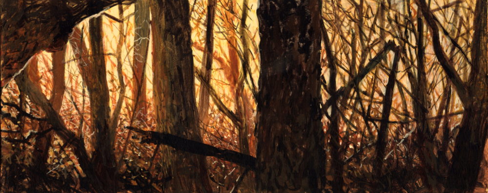Forest Light