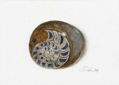 Fossilized Ammonite - Charity Dakin