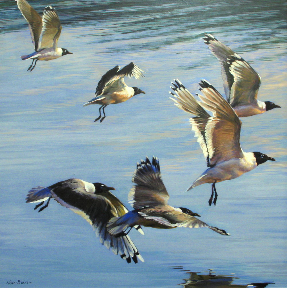 Franklin's Gulls