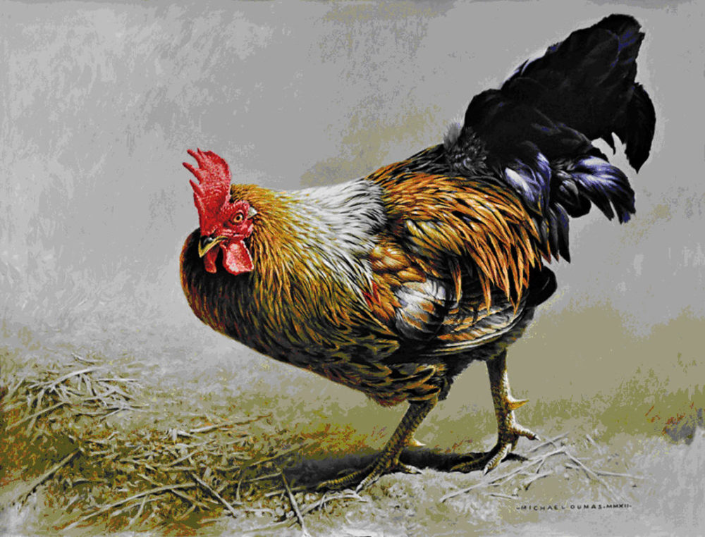 Free Range - Rooster