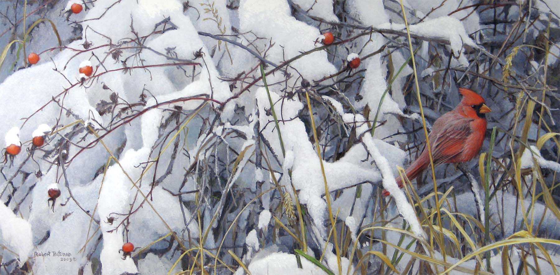 Fresh Snow - Cardinal - Robert Bateman