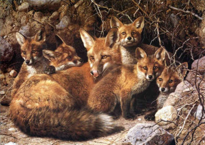 Full House Fox Family Carl Brenders