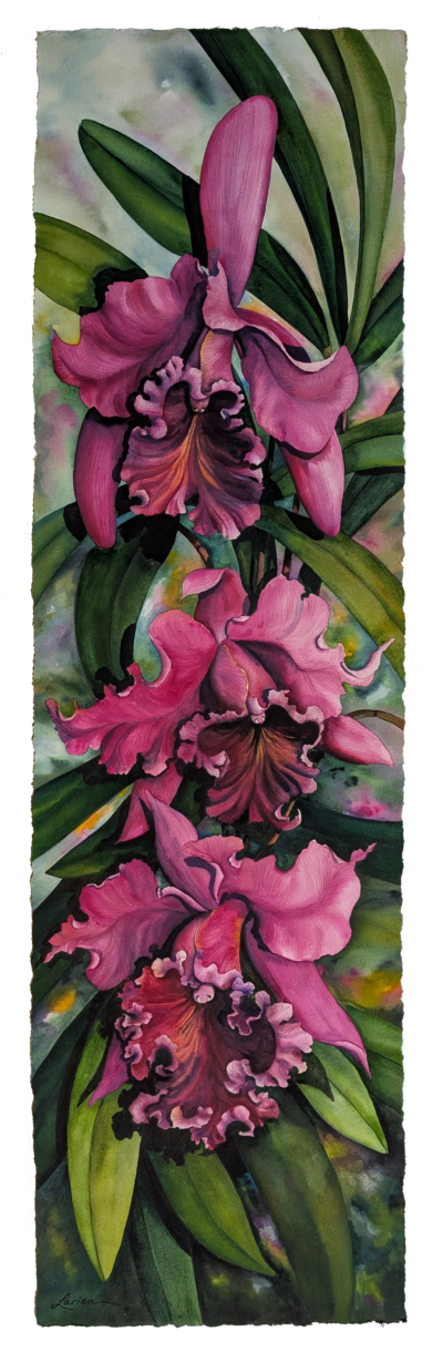 Fuschia Orchids