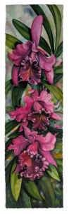 Fuschia Orchids
