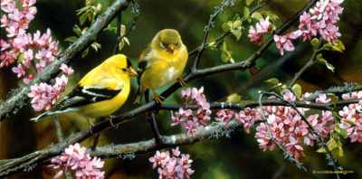 Gleam Of Gold Goldfinches Carl Brenders