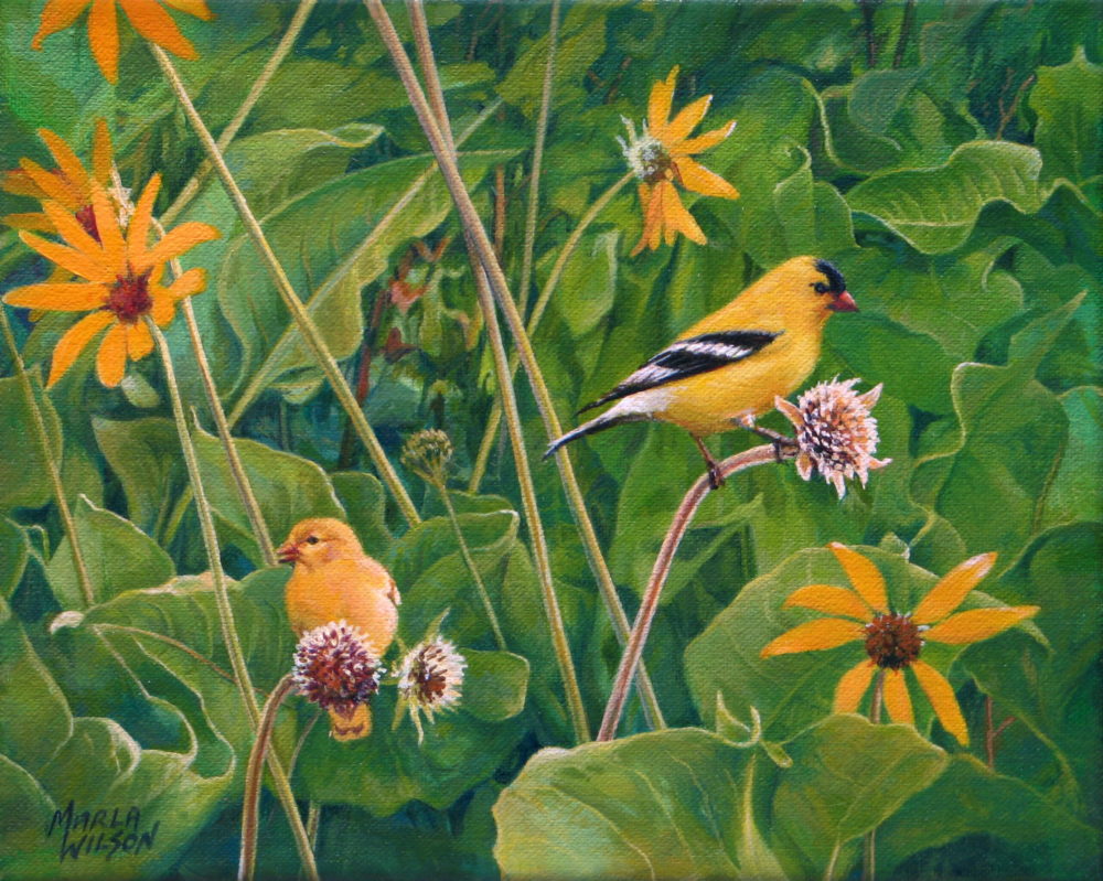 Gold Finches and Black-Eyed Susans