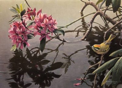 Golden-Crowned Kinglet and Rhododendron - Robert Bateman