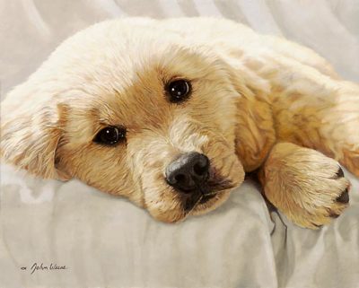 Golden Retriever Pup Best Loved Breeds John Weiss