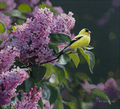 Goldfinch And Lilac Terry Isaac