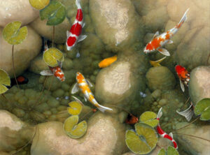 Koi fish in good luck pond