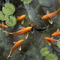 Gold fish