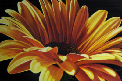 Grande Gerbera Dennis Magnusson