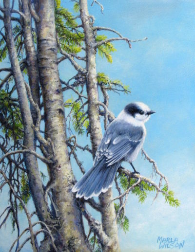 Gray Jay Marla Wilson