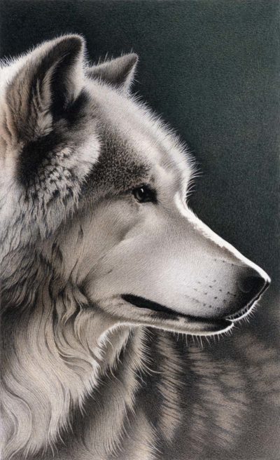 Gray Wolf - Barbara Banthien