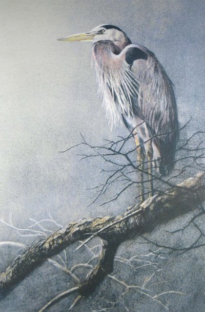 Great Blue Heron - Etching - Robert Bateman